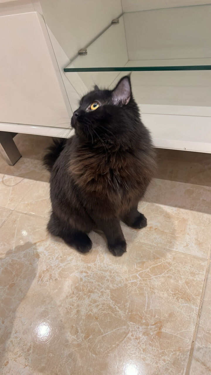 SAR 1, Persian Cat Riyadh
