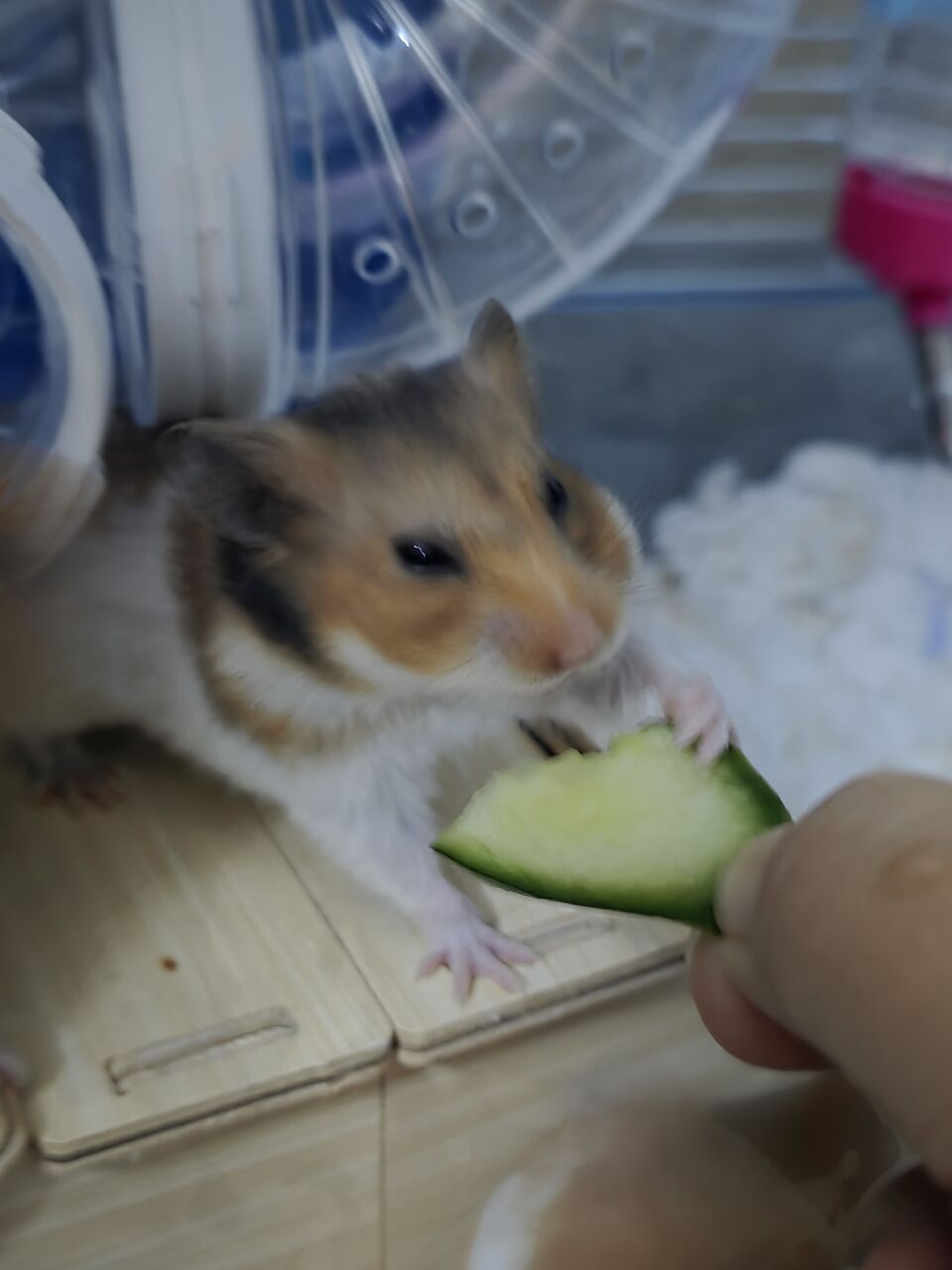 SAR 15, Syrian Hamster's