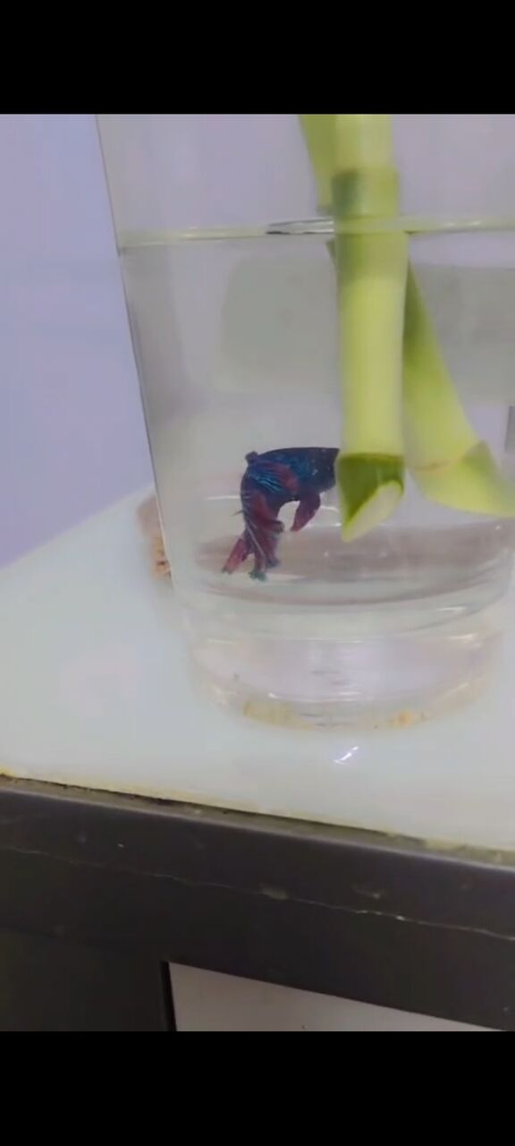 SAR 30, Tiny Fish Ideal Aquarium Only 30 SR