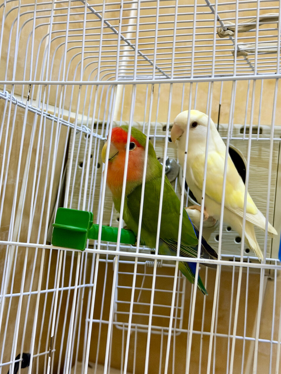 SAR 300, Couple Birds