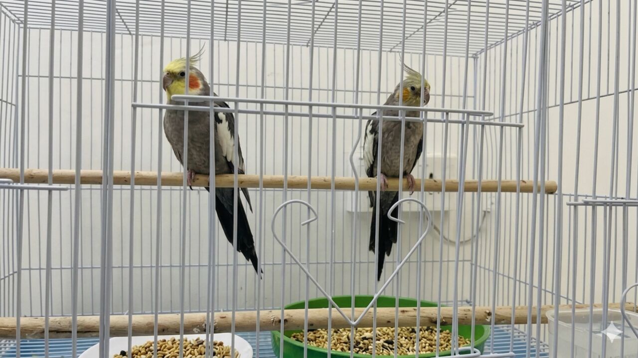 SAR 400, Cockatiel Pair