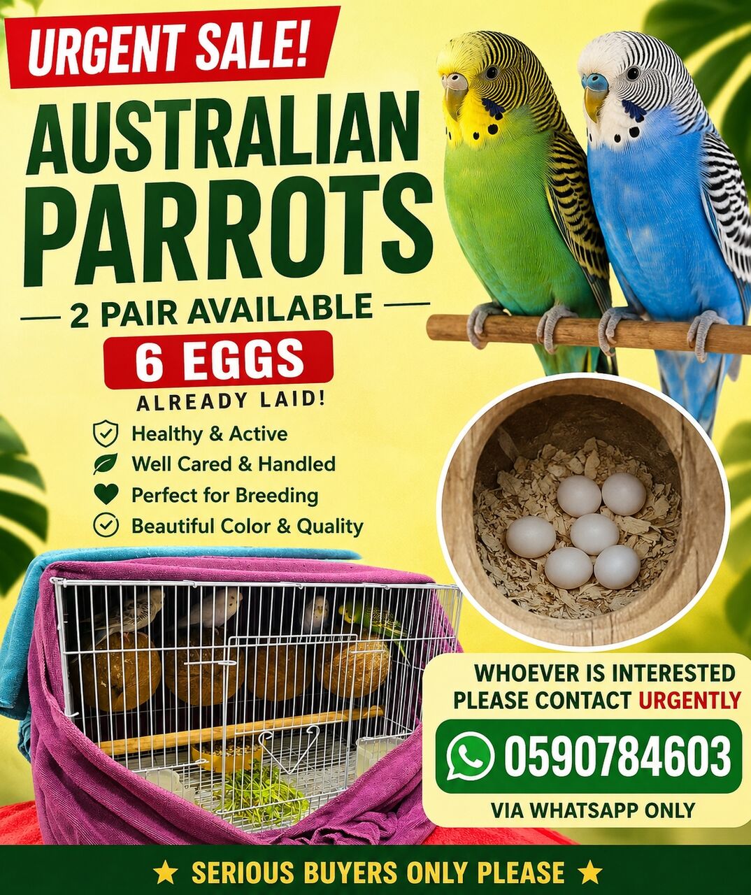 SAR 500, 2 Pairs Of Australian Parrots