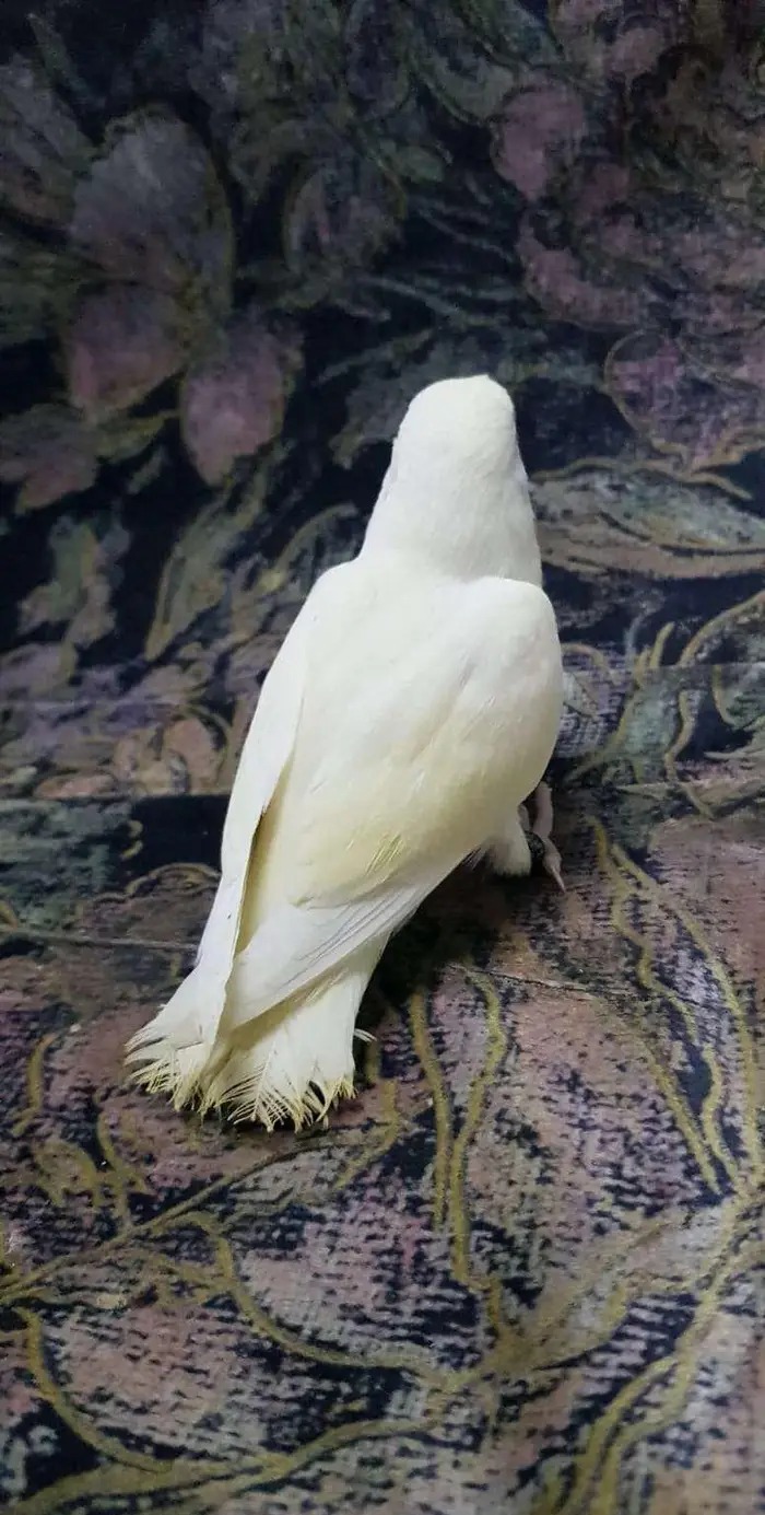 روز اليف يحب اللعب