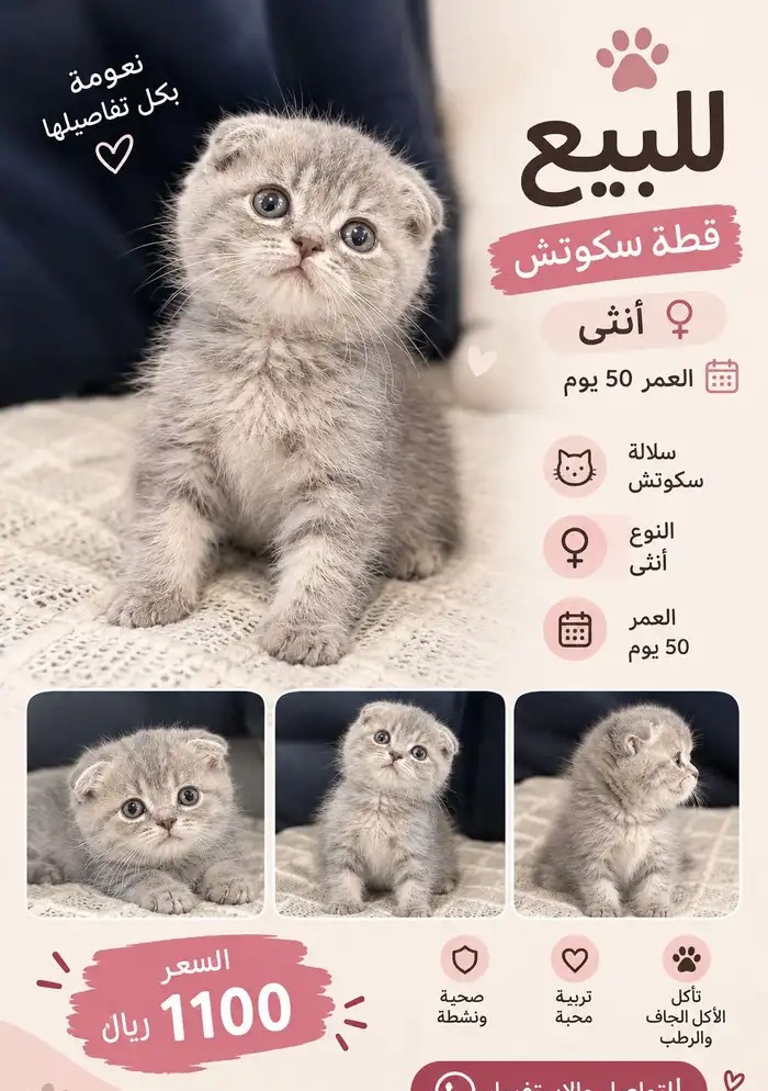سكوتش انثى في الرياض